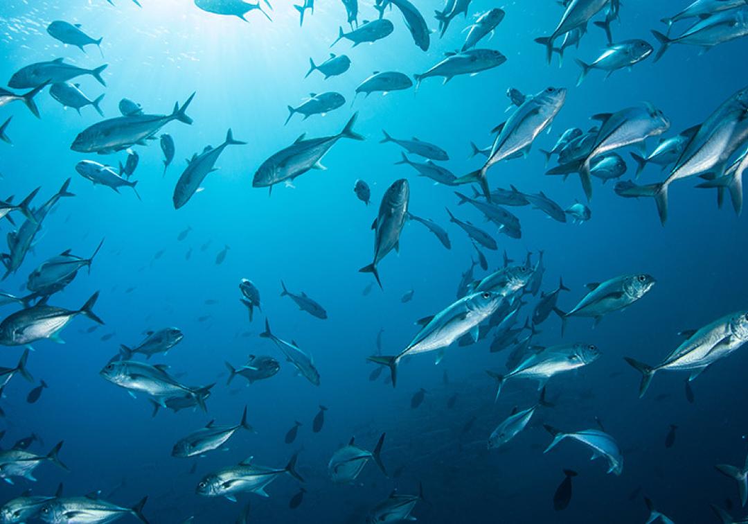 school of fish