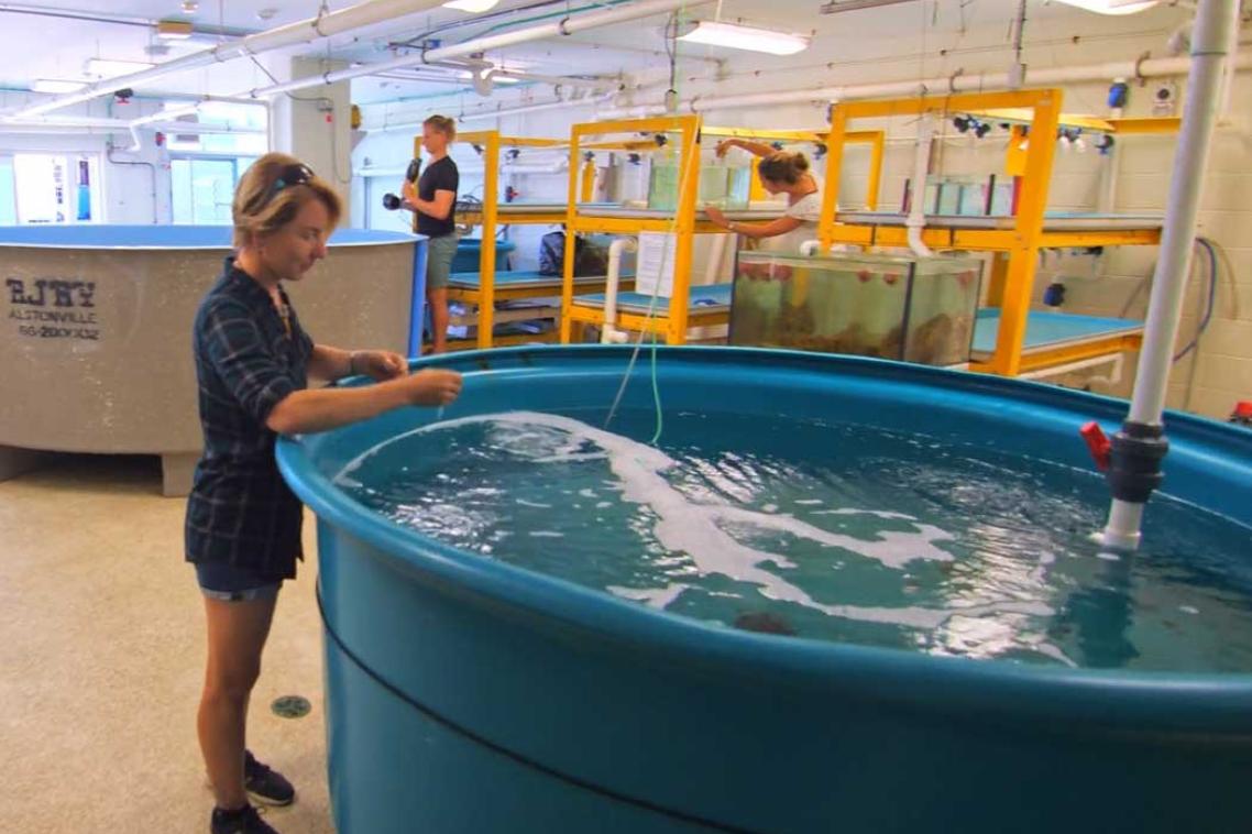 A student works in a giant tank of water in one of Moreton Bay Research Station's teaching spaces